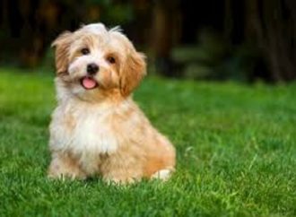 Bingo em prol da clínica do Samu Animal acontece dia 22 em PG