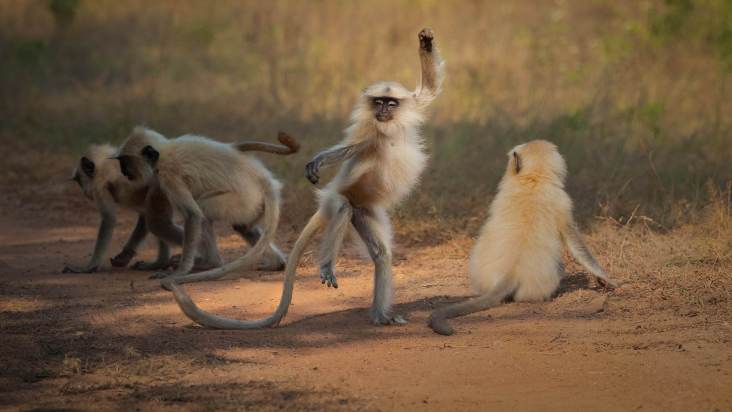 Pets mais engraçados: concurso elege melhores fotos - Forbes