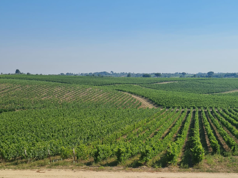 Regiões vitivinícolas portuguesas