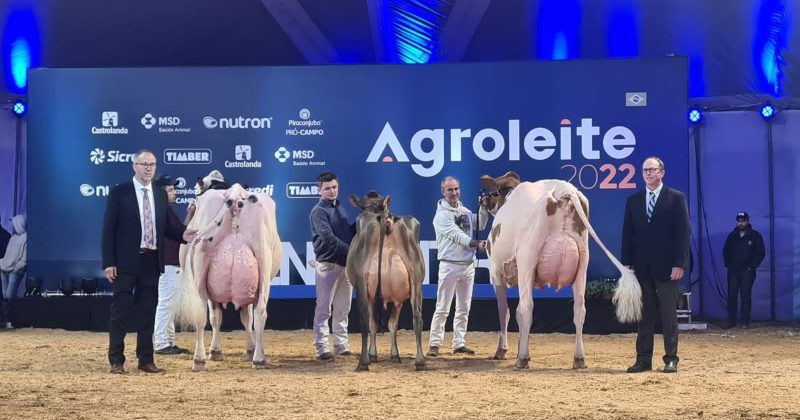 Canadian Judges Evaluate Over 500 Holstein and Jersey Animals at Agroleite 2022 |  Ponta News