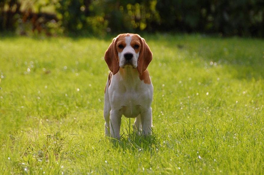 Criador da raça beagle se diz ameaçado - 22/10/2013 - Cotidiano -  Fotografia - Folha de S.Paulo