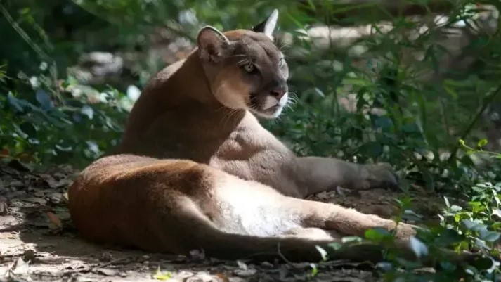 Cachorro salva idoso de ataque de onça-parda no RS | D'Ponta News